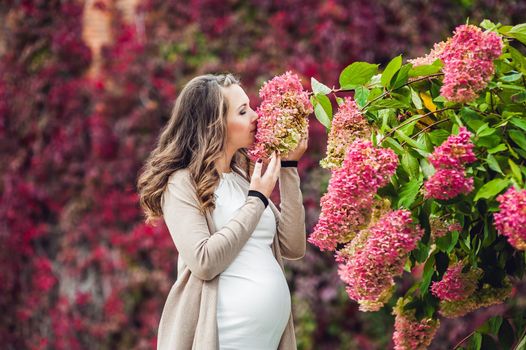 A pregnant young woman standing at the red autumn hedge, smelling a flower hydrangea. pregnant woman relaxing in the park.