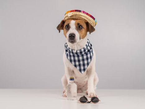 Jack Russell Terrier dog dressed as a Mexican.