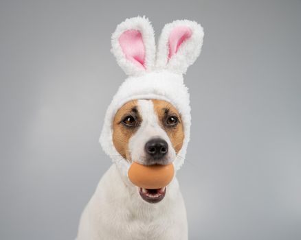 Jack Russell Terrier dog in bunny ears holds an egg. Copy space.