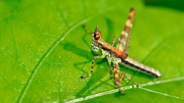 Grasshopper, Corcovado National Park, Costa Rica