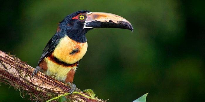 Collared Aracari, Toucan, Tropical Rainforest, Costa Rica