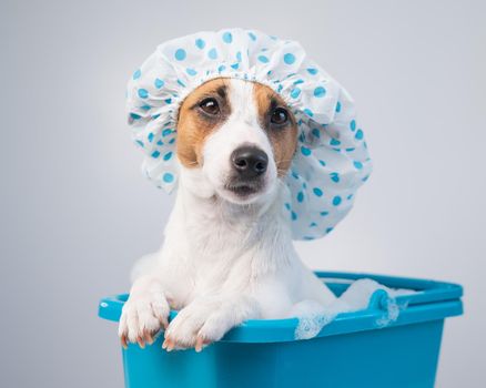 Funny friendly dog jack russell terrier takes a bath with foam in a shower cap on a white background. Copy space