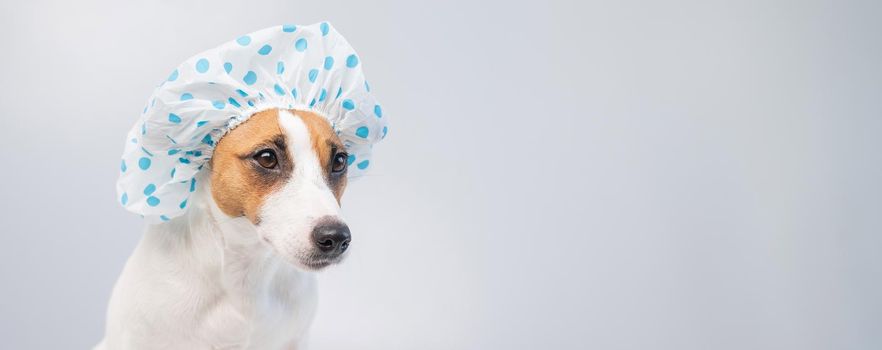 Funny friendly dog jack russell terrier takes a bath with foam in a shower cap on a white background. Copy space. WIdescreen