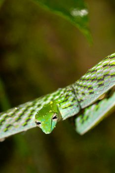 Green Vine Snake, Sinharaja National Park Rain Forest, Sri Lanka 