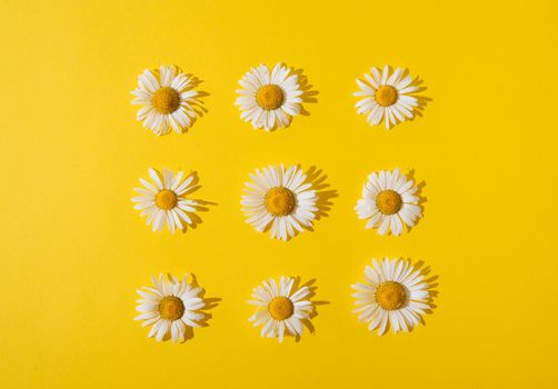 summer daisies on a yellow background