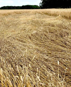 Wheat field ears with grains,pinned to the ground . Harvest nature growth. Agricultural farm.