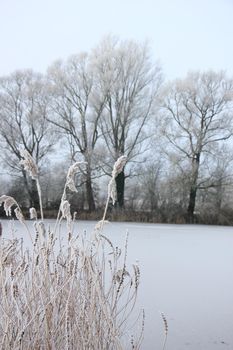 Hoarfrost on reed grass