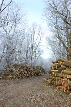 Big piles of chopped fuel wood