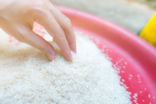 Woman hand holding rice in plastic tray. Uncooked milled white rice. Rice price in world market. World yield for rice concept. Zakat and charity. Global food crisis concept. Organic cereal grain.