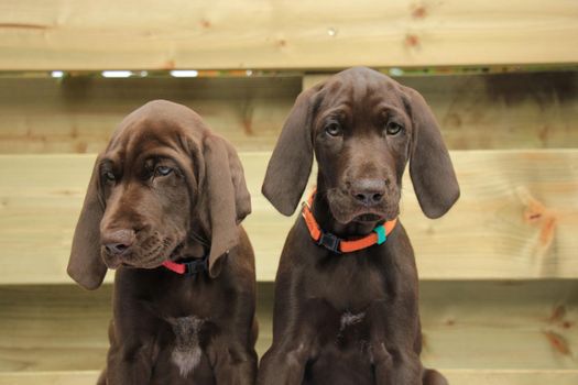 German Shorthaired Pointer Sisters