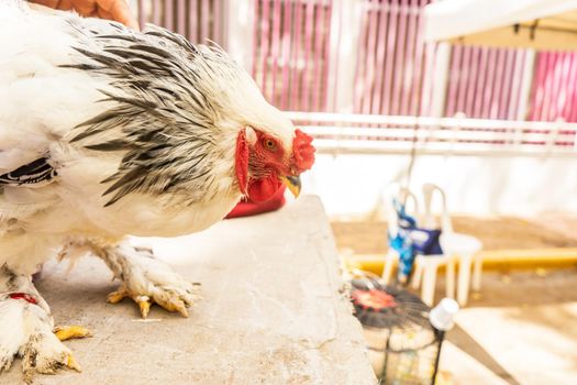 Breeding animals, Rooster Brahma to improve breed of birds