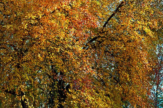 Autumn golden wall.Spreading branches with bright leaves