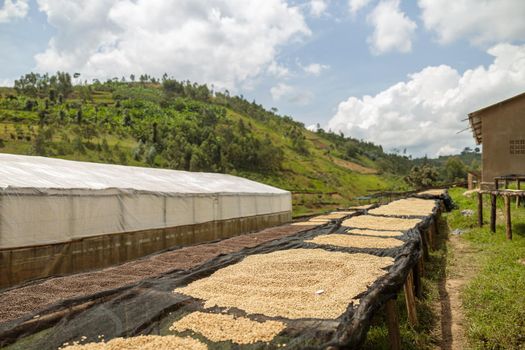 Exposing coffee beans to natural sunlight in Africa region