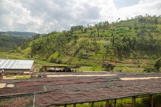 Coffee production in the mountains in Rwanda region