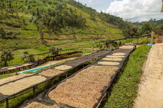 Coffee beans drying in a coffee plantation in Rwanda region