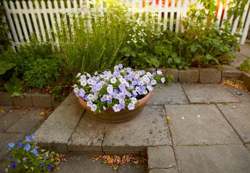 White and purple summer flowers growing in clay flowerpot or pot in a secluded backyard at home. Petunia atkinsiana floral arrangement blooming and flowering as decorative plants in landscaped yard