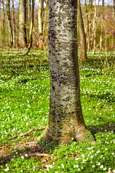 Beautiful, calm and quiet forest with closeup of a tree trunk surrounded by flowering field. Landscape of many wood anemone flowers growing in a meadow. Lots of pretty white wildflowers in nature