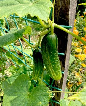 Cucumber cultivation, ripening, flowering and ovary of cucumber.