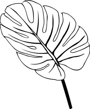Monstera or palm leaf isolated leaf outline.