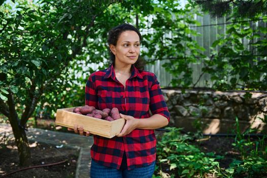 Beautiful Hispanic woman, amateur farmer holding a wooden box of harvested organic potatoes, cultivated in own eco farm.