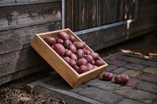 A wooden crate with fresh harvested crop of organic pink potatoes on a wooden rustic door background