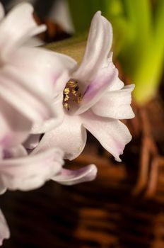 close up Hyacinth flower