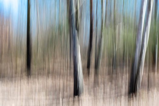 Creative panning long exposure Trees in forest photography