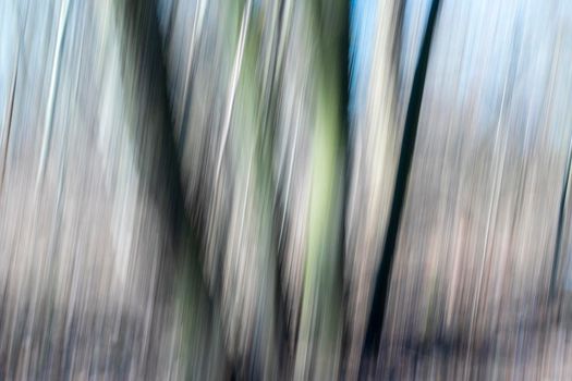 Creative panning long exposure Trees in forest photography