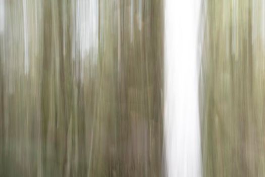 Abstract wood trees background. Camera low shutter panning shot