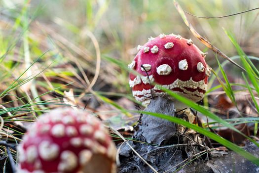 Mushroom Amanita Muscaria close up in fall autumn forest