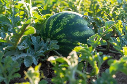 Watermelon grows on a green watermelon plantation in summer. Agricultural watermelon field.