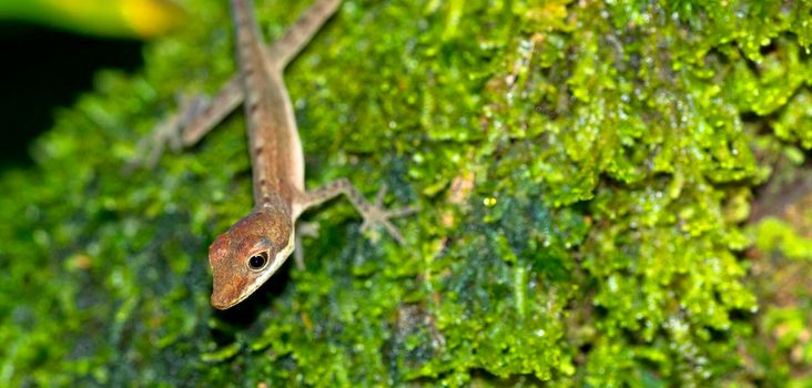 Anole Lizard, Corcovado National Park, Costa Rica