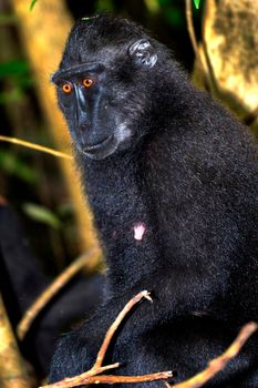 Celebes Crested Macaque, Tangkoko Nature Reserve, Indonesia