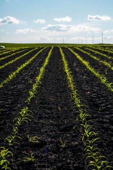 Cornfield. Rural landscape with a field of young corn. Rows of young green corn plants growing on a vast field with dark fertile soil.