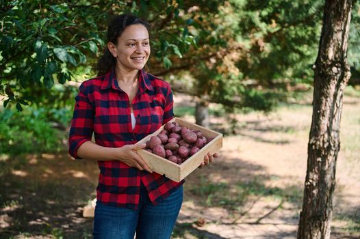 Happy young female gardener harvesting agricultural plants on the farmhouse. Harvested crop of organic pink potatoes
