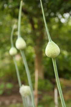 Arrows of garlic before blooming in the garden.