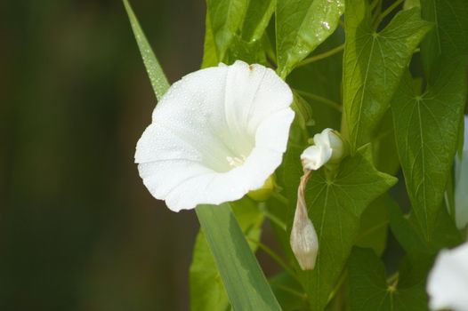 Closeup of white hedge bindweed flower with selective focus on foreground