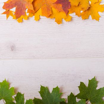 Top view of maple leaves on a wooden background. Empty space for text. Yellow foliage on a green background. The concept of the changing seasons