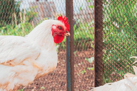 Chicken. Farming. Breeding chickens. Rooster close-up.domestic poultry farming.