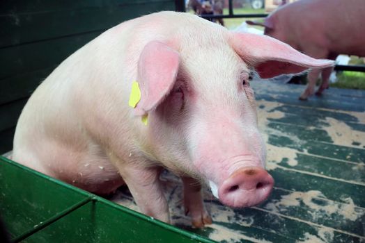 A baby pig on a pigfarm in Dalarna, Sweden