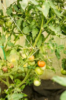 Tomatoes are hanging on a branch in the greenhouse.