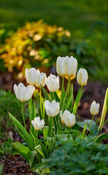 Beautiful, calm and quiet flowers growing in a green garden on a sunny day. Closeup of wild Tulips in harmony with nature in a serene, peaceful backyard. Soothing pure white blooms in a fresh field