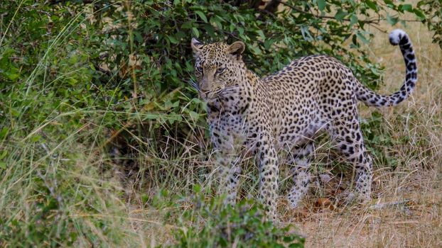 Leopard in Kruger national park South Africa
