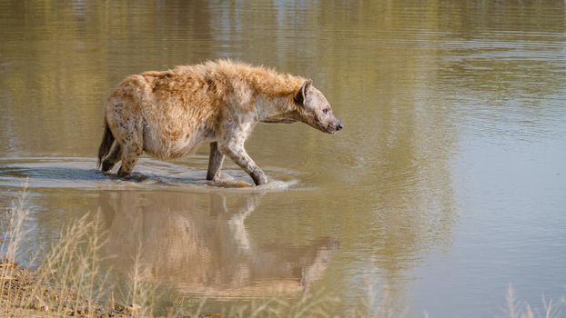 Pregnant Hyena in water lake with reflection at Kruger National park South Africa