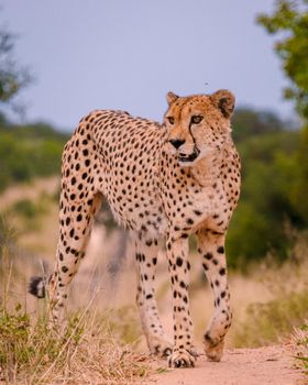Cheetah wild animal in Kruger National Park South Africa, Cheetah on the Hunt during sunset.