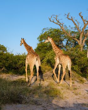 Giraffe in the bush of Kruger national park South Africa
