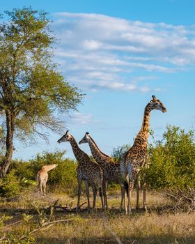 Giraffe in the bush of Kruger national park South Africa