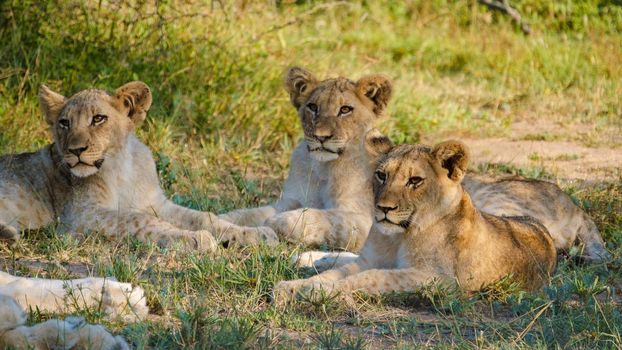African Lions during safari game drive in Kruger National park South Africa