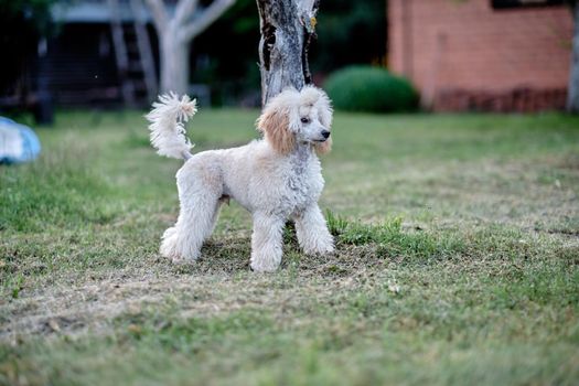 A charming milk-colored dwarf poodle stands close-up on the grass