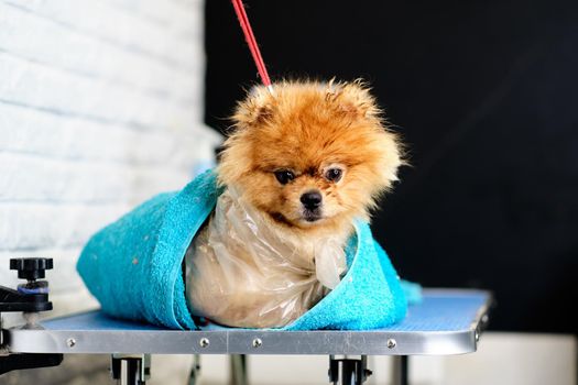 Orange Pomeranian, wrapped in a towel and cellophane film during grooming